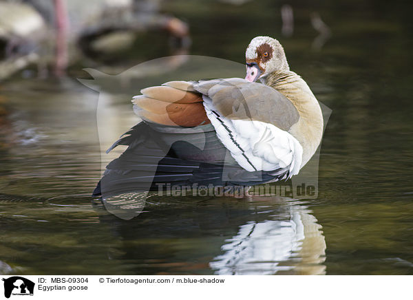 Nilgans / Egyptian goose / MBS-09304