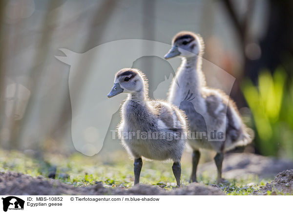 Nilgnse / Egyptian geese / MBS-10852