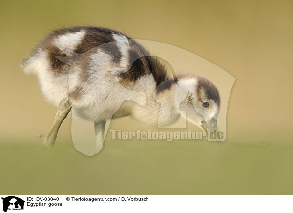 Nilgans / Egyptian goose / DV-03040