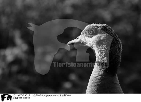 Nilgans / Egyptian goose / AVD-03612