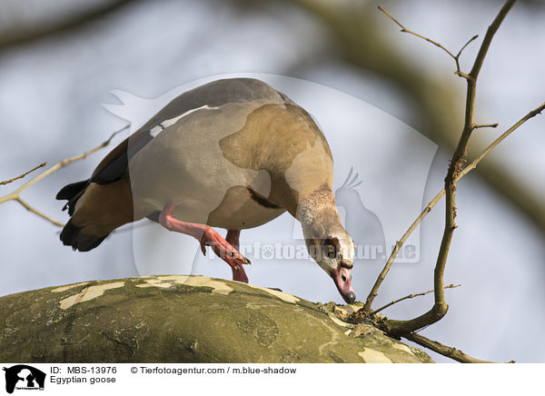 Nilgans / Egyptian goose / MBS-13976