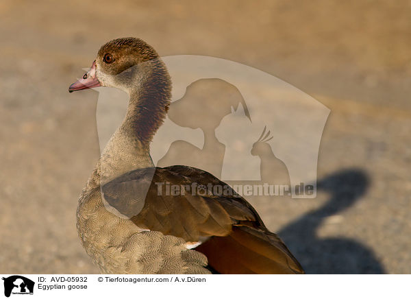 Nilgans / Egyptian goose / AVD-05932