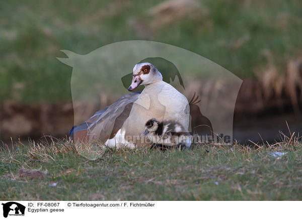 Nilgnse / Egyptian geese / FF-08067