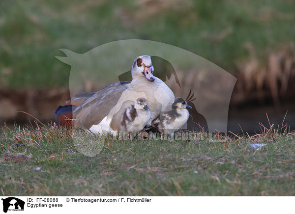 Nilgnse / Egyptian geese / FF-08068