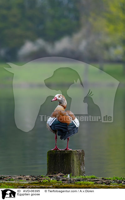 Nilgans / Egyptian goose / AVD-06395