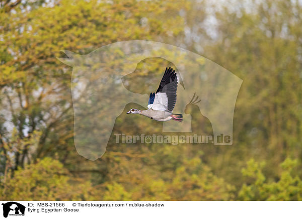 fliegende Nilgans / flying Egyptian Goose / MBS-21566