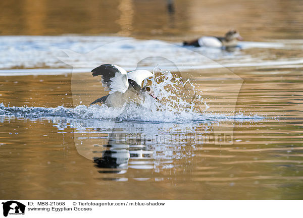 schwimmende Nilgnse / swimming Egyptian Gooses / MBS-21568