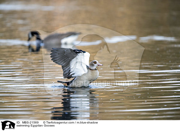 schwimmende Nilgnse / swimming Egyptian Gooses / MBS-21569