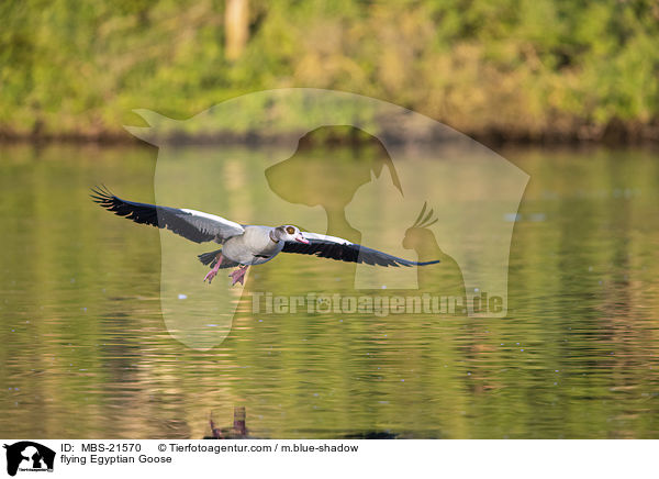 fliegende Nilgans / flying Egyptian Goose / MBS-21570