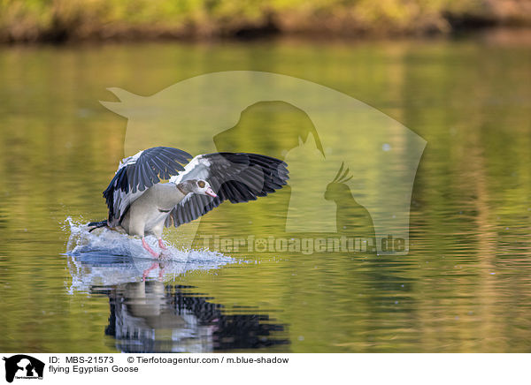 fliegende Nilgans / flying Egyptian Goose / MBS-21573