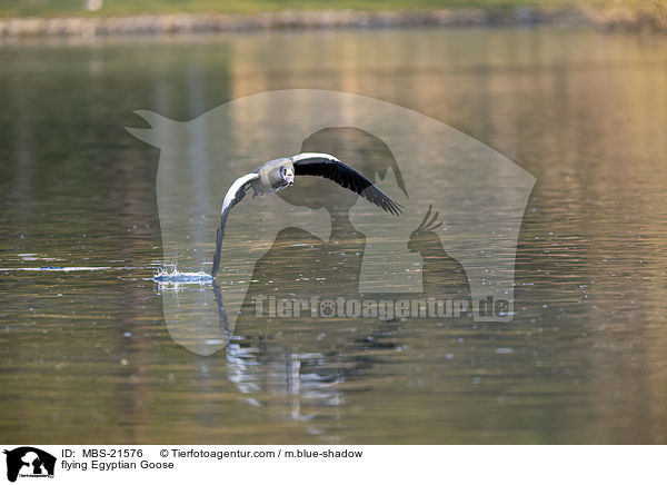 fliegende Nilgans / flying Egyptian Goose / MBS-21576