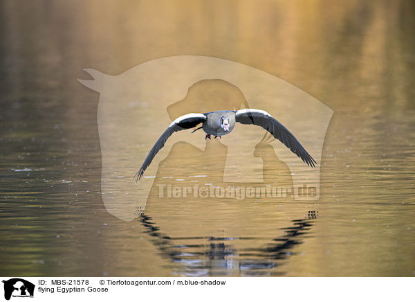 fliegende Nilgans / flying Egyptian Goose / MBS-21578