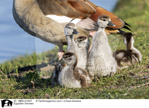 Nilgnse / Egyptian Gooses / MBS-21607