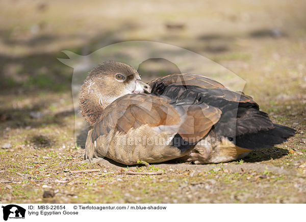 liegende Nilgans / lying Egyptian Goose / MBS-22654