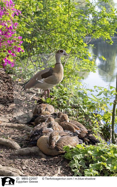 Nilgnse / Egyptian Geese / MBS-22687