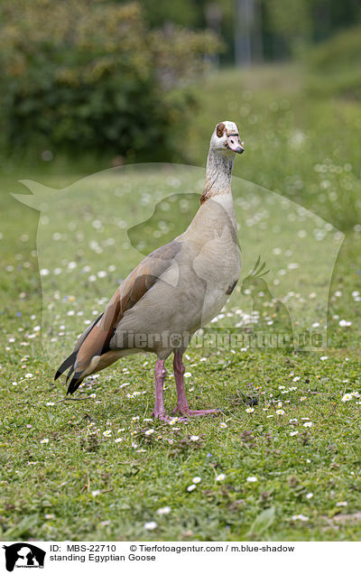 stehende Nilgans / standing Egyptian Goose / MBS-22710