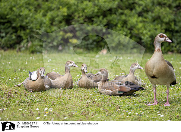 Nilgnse / Egyptian Geese / MBS-22711