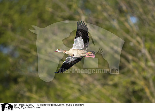 fliegende Nilgans / flying Egyptian Goose / MBS-22880