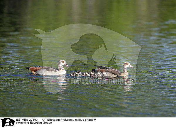 schwimmende Nilgnse / swimming Egyptian Geese / MBS-22893