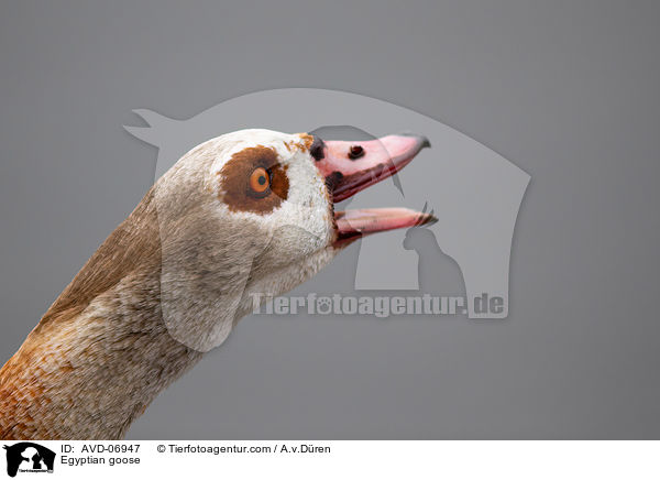 Nilgans / Egyptian goose / AVD-06947