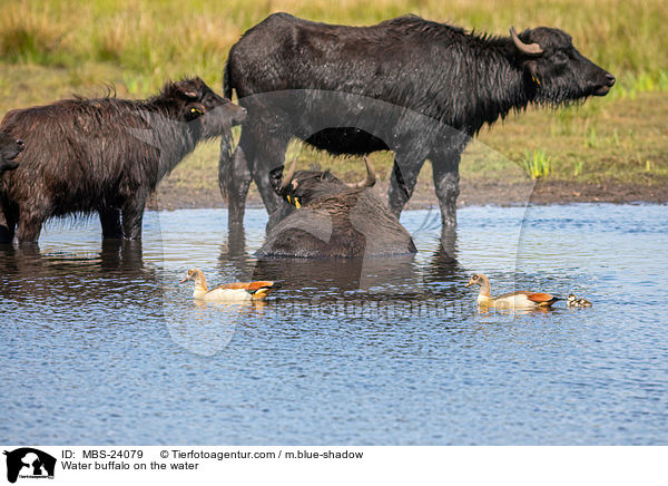 Wasserbffel am Wasser / Water buffalo on the water / MBS-24079