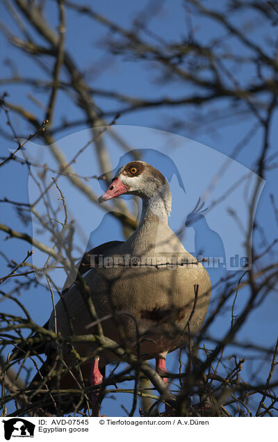 Nilgans / Egyptian goose / AVD-07545