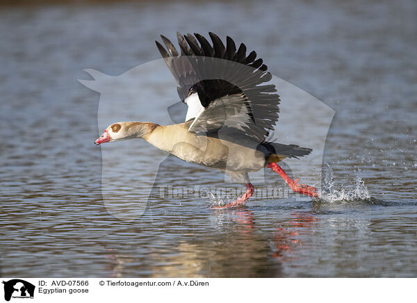 Nilgans / Egyptian goose / AVD-07566