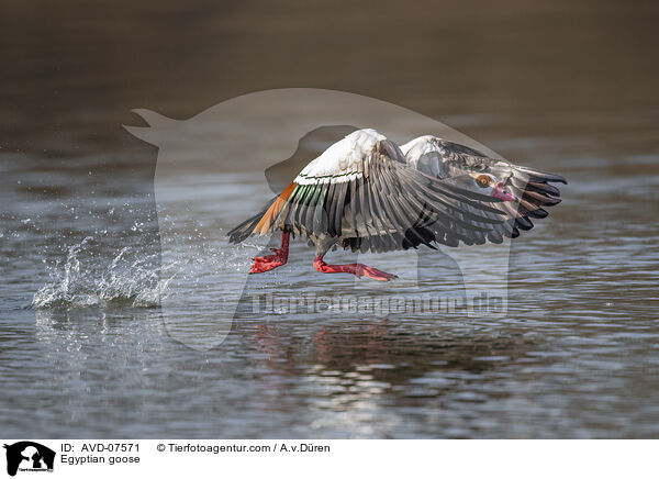 Nilgans / Egyptian goose / AVD-07571