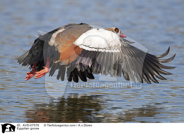 Nilgans / Egyptian goose / AVD-07576