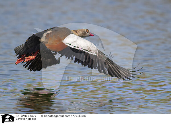 Nilgans / Egyptian goose / AVD-07577