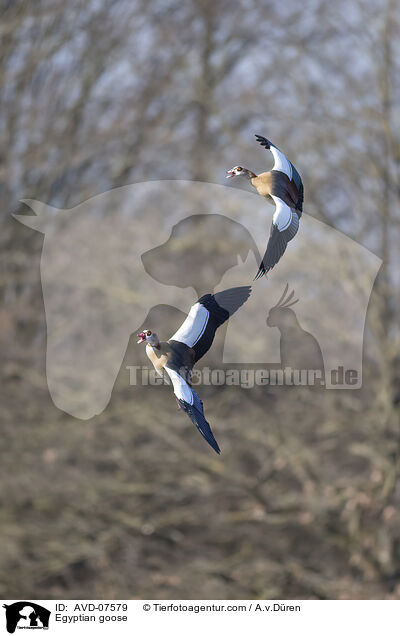 Nilgans / Egyptian goose / AVD-07579