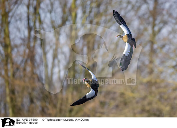 Nilgans / Egyptian goose / AVD-07580