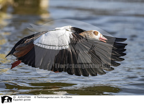 Nilgans / Egyptian goose / AVD-07589