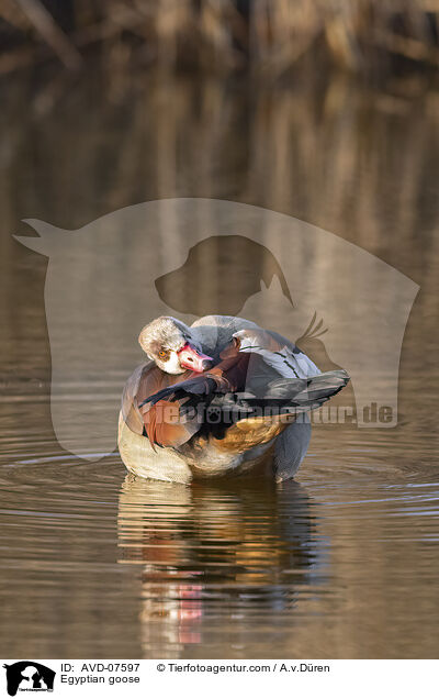 Nilgans / Egyptian goose / AVD-07597