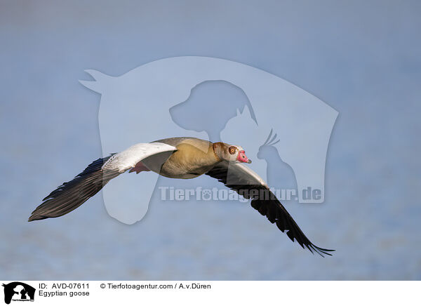 Nilgans / Egyptian goose / AVD-07611