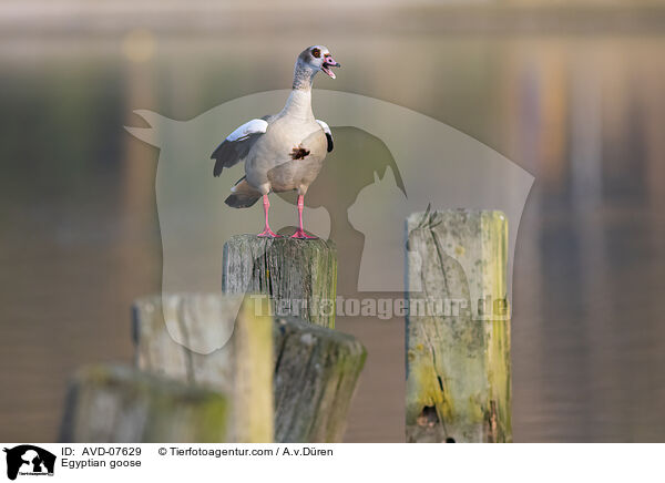 Nilgans / Egyptian goose / AVD-07629