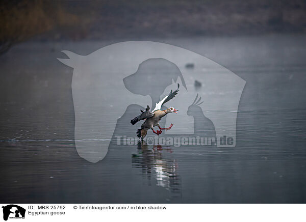 Nilgans / Egyptian goose / MBS-25792