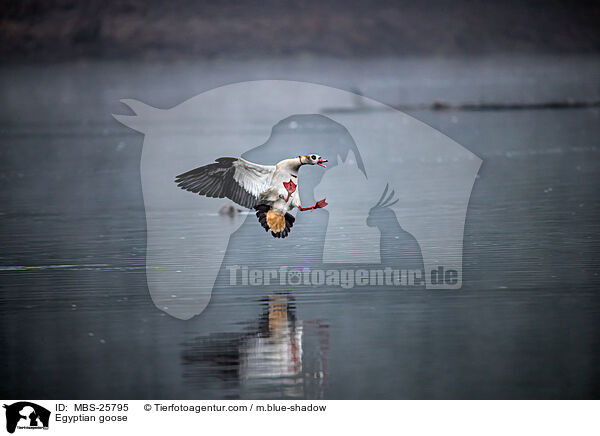 Nilgans / Egyptian goose / MBS-25795