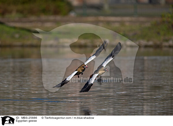 Nilgnse / Egyptian geese / MBS-25886