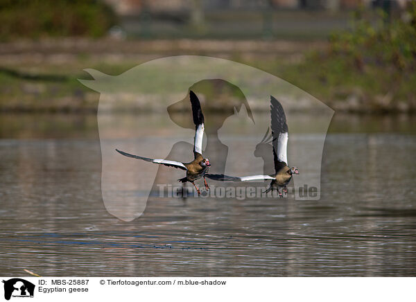 Nilgnse / Egyptian geese / MBS-25887