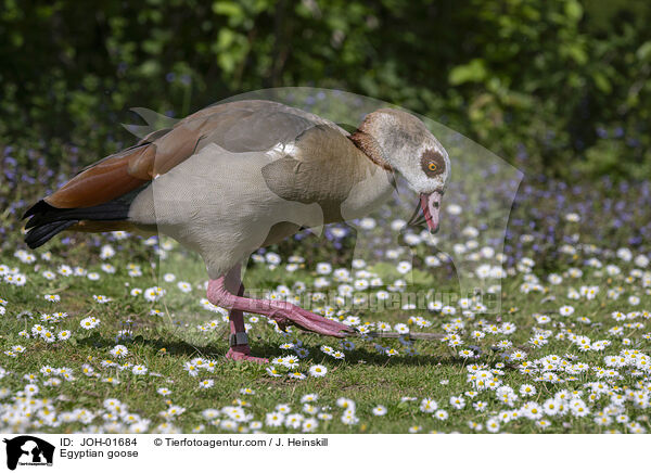 Nilgans / Egyptian goose / JOH-01684