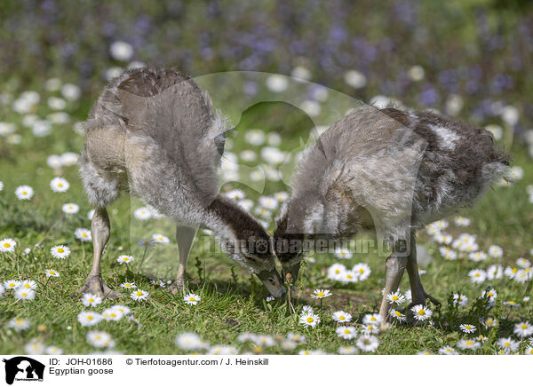 Nilgans / Egyptian goose / JOH-01686