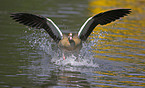 Egyptian Goose