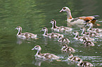 Egyptian geese