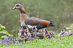 Egyptian geese