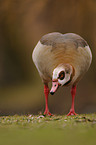 Egyptian goose