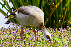 Egyptian goose