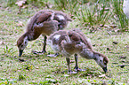 young Egyptian geese