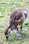 young Egyptian goose