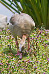 Egyptian goose